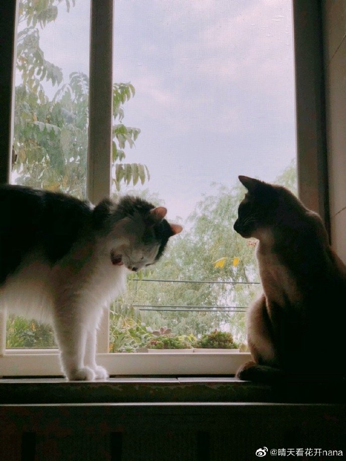 猫图片|宠物猫|猫咪|