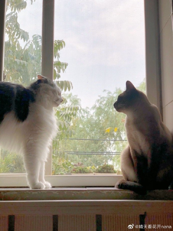 猫图片|宠物猫|猫咪|