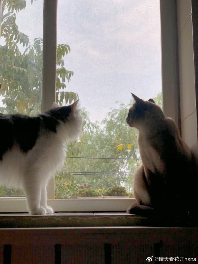 猫图片|宠物猫|猫咪|