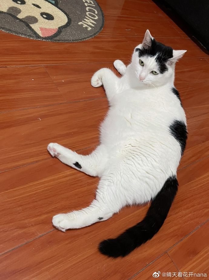 猫图片|宠物猫|猫咪|