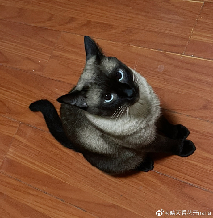 猫图片|宠物猫|猫咪|