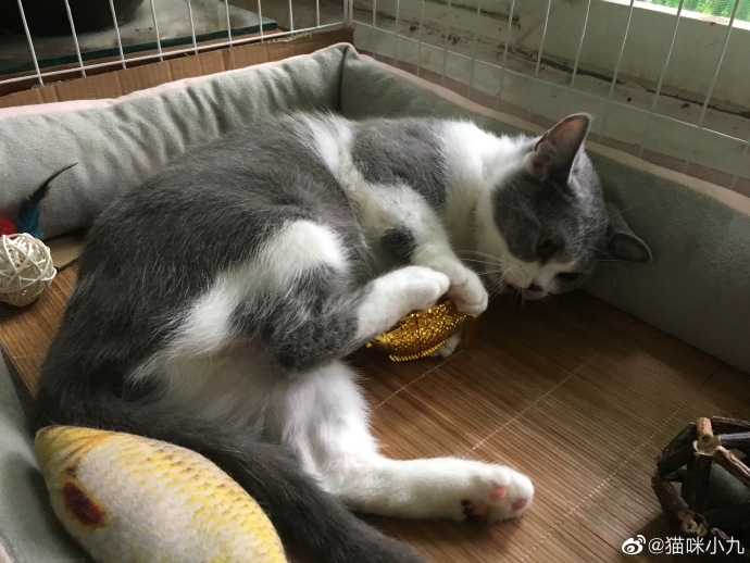 猫图片|宠物猫|猫咪|