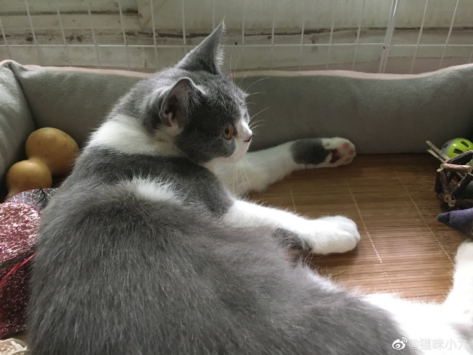 猫图片|宠物猫|猫咪|