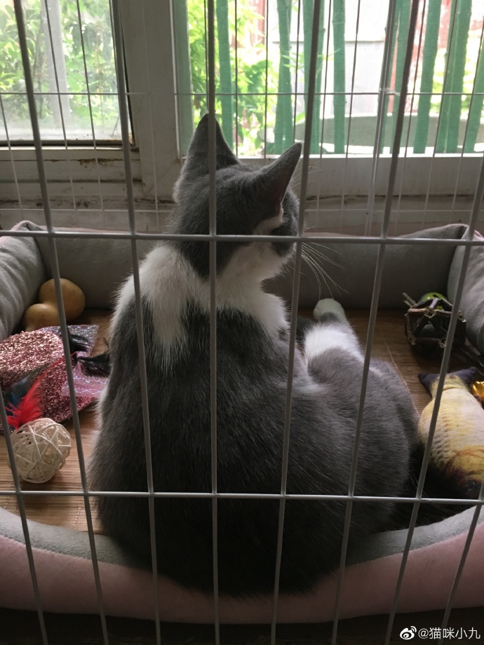 猫图片|宠物猫|猫咪|