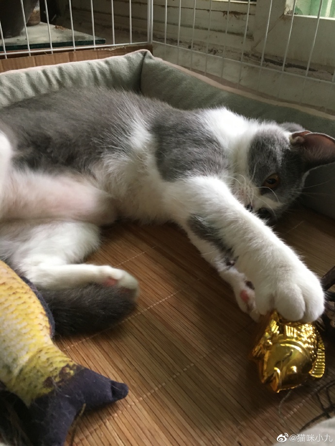 猫图片|宠物猫|猫咪|