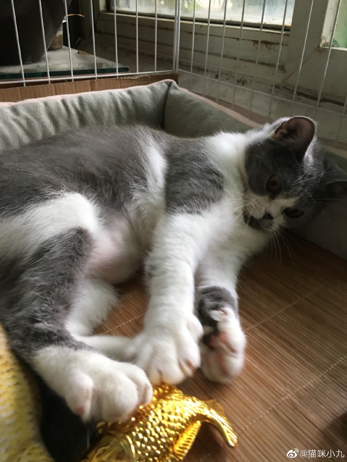 猫图片|宠物猫|猫咪|