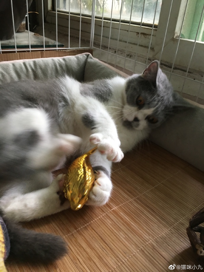 猫图片|宠物猫|猫咪|