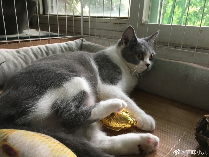 猫图片|宠物猫|猫咪|