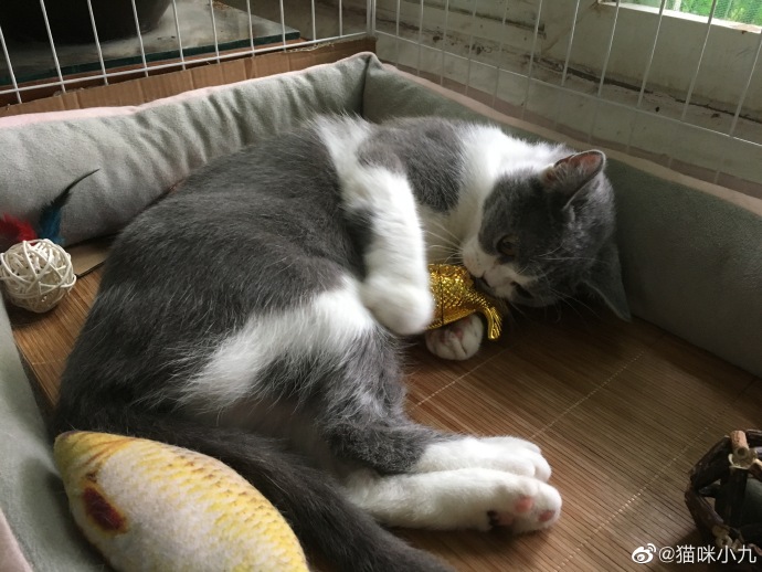 猫图片|宠物猫|猫咪|