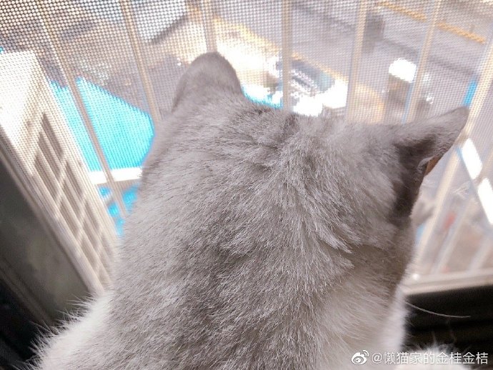 猫图片|宠物猫|猫咪|