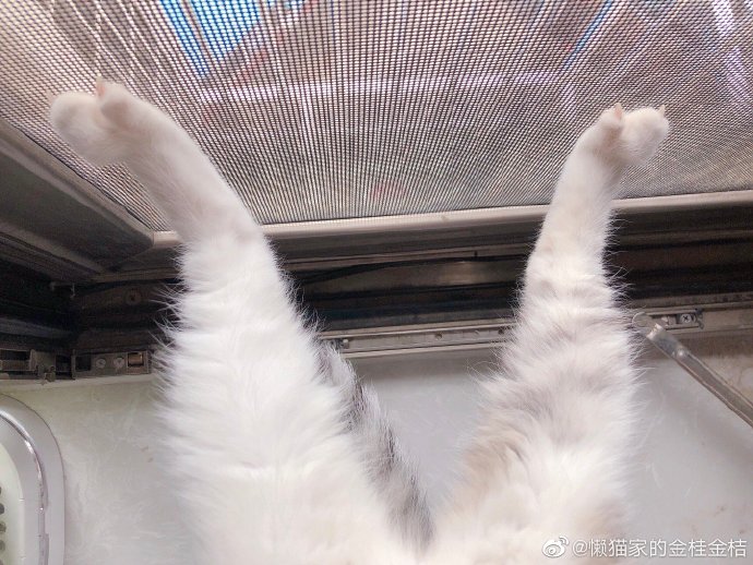 猫图片|宠物猫|猫咪|