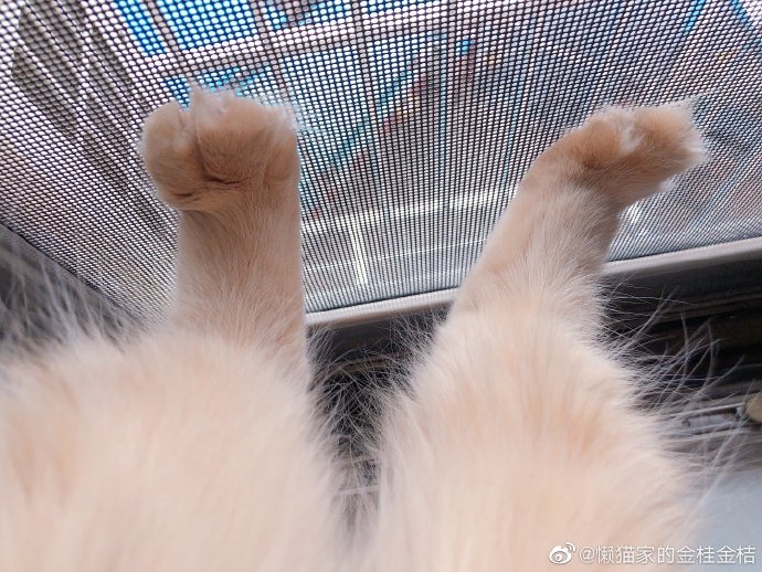 猫图片|宠物猫|猫咪|