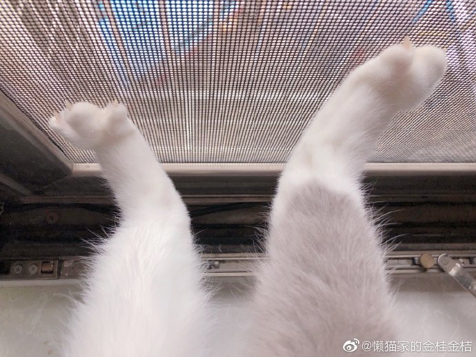 猫图片|宠物猫|猫咪|