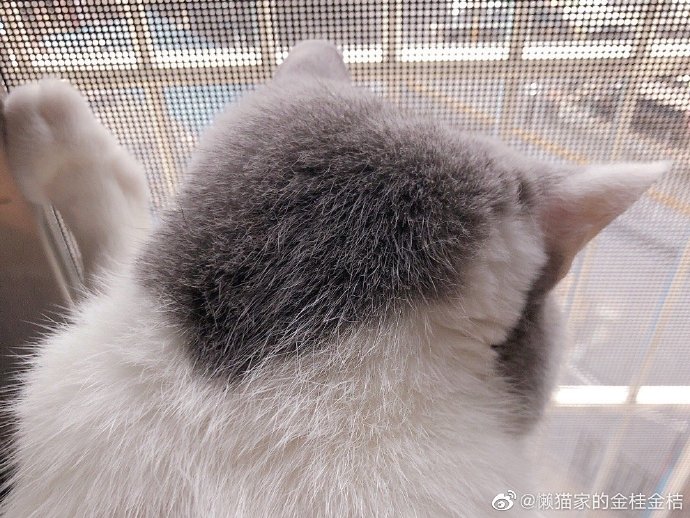 猫图片|宠物猫|猫咪|