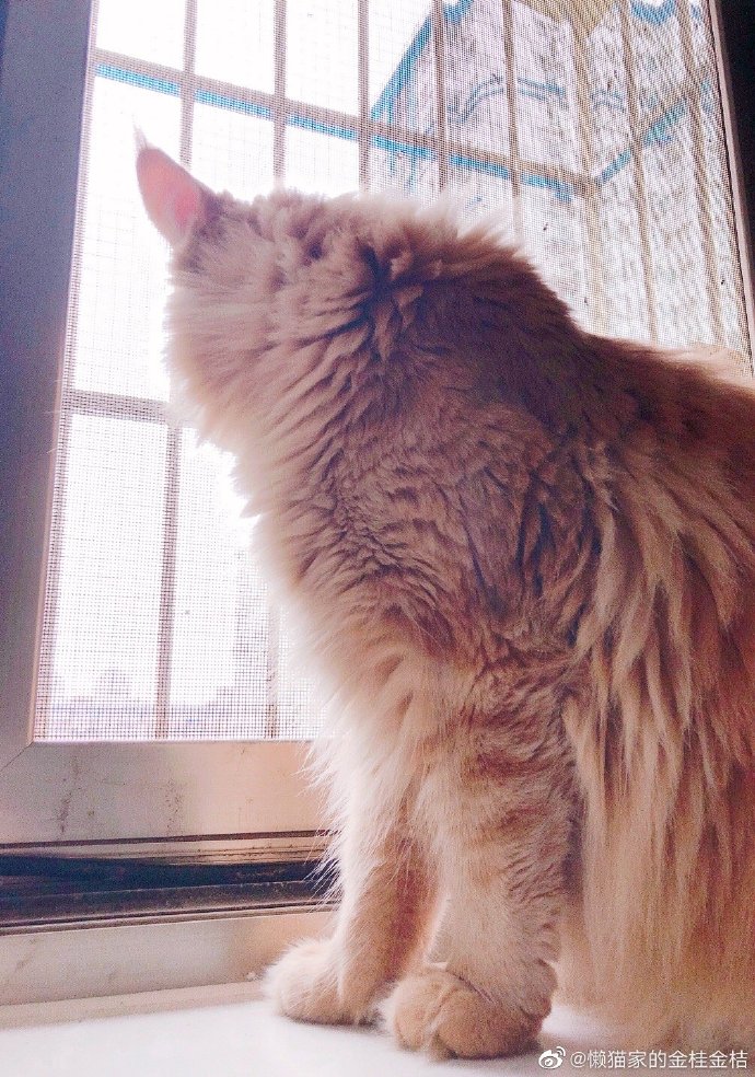 猫图片|宠物猫|猫咪|