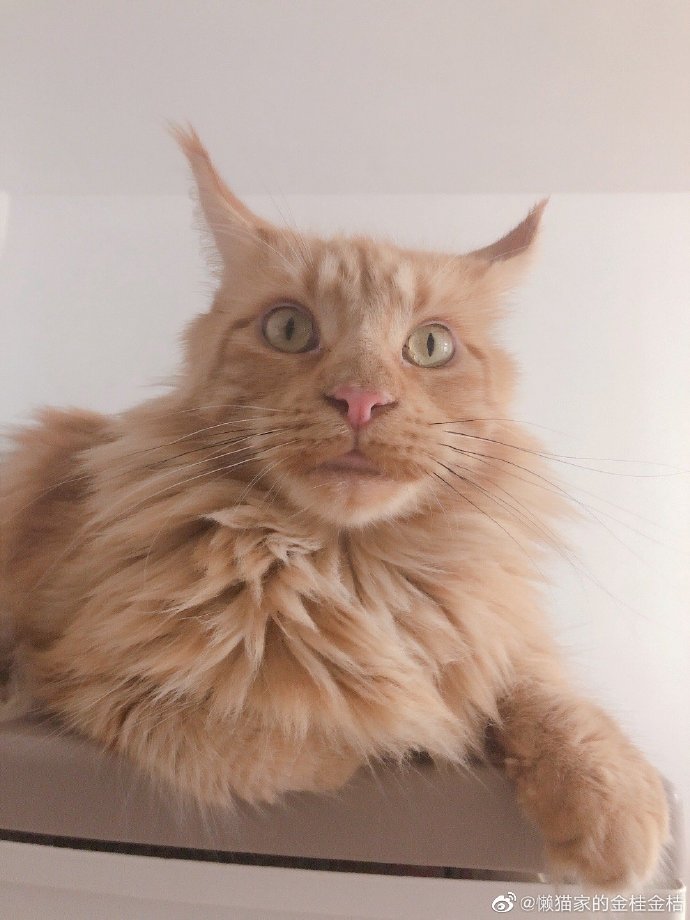 猫图片|宠物猫|猫咪|