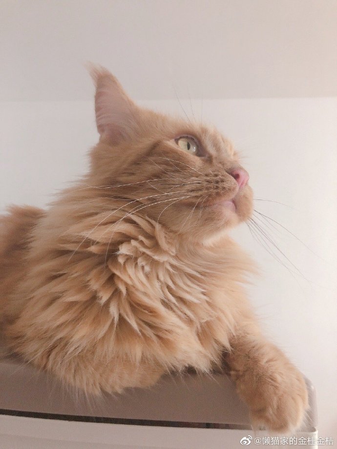 猫图片|宠物猫|猫咪|