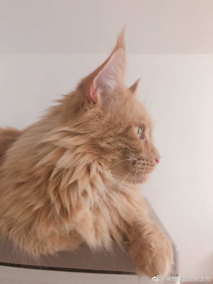 猫图片|宠物猫|猫咪|