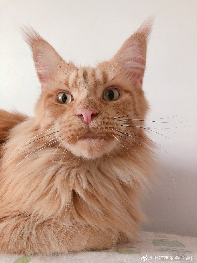 猫图片|宠物猫|猫咪|