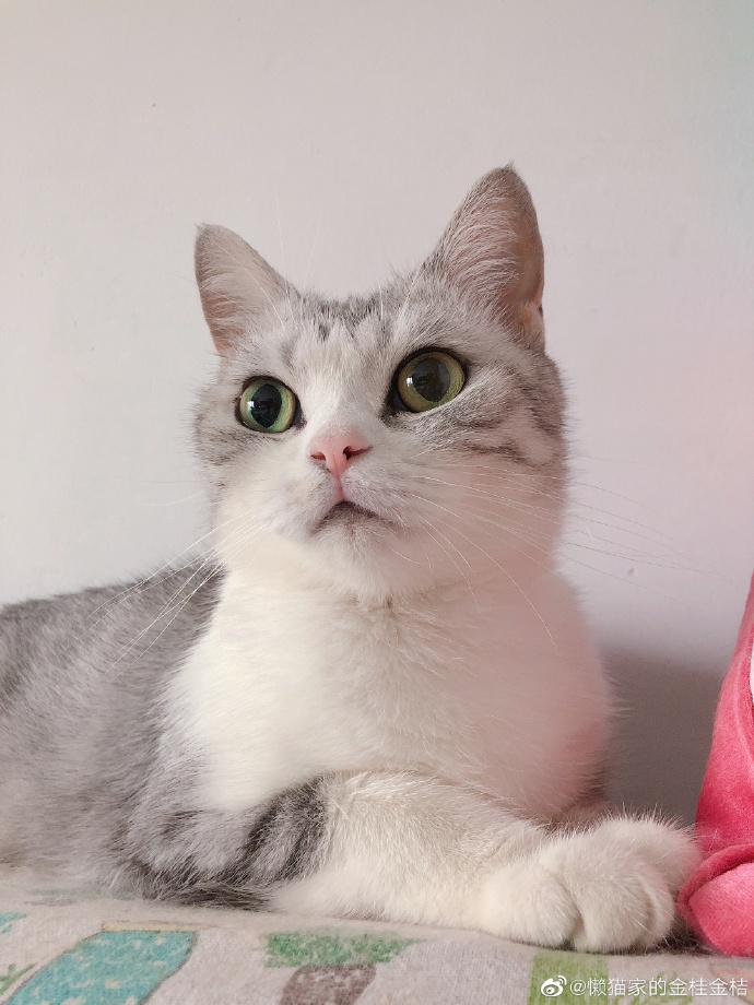 猫图片|宠物猫|猫咪|