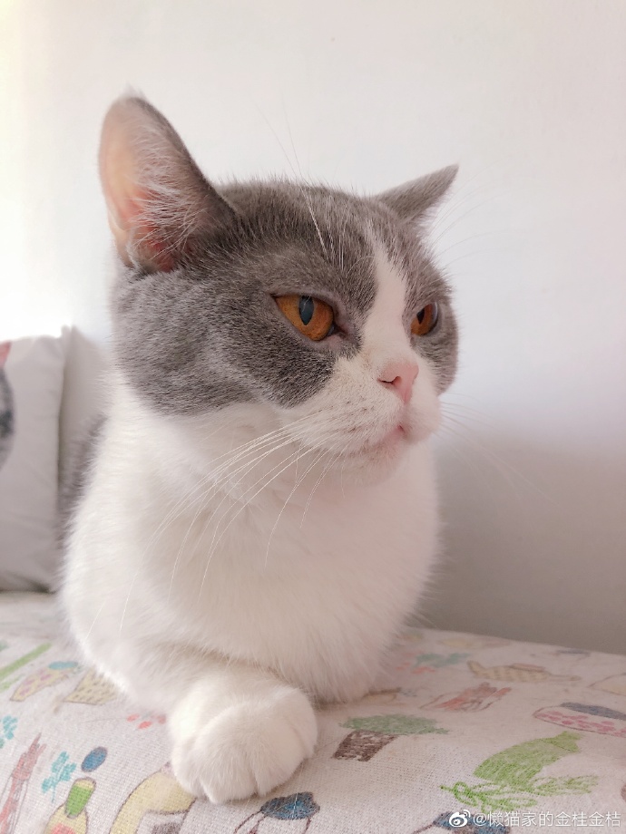 猫图片|宠物猫|猫咪|