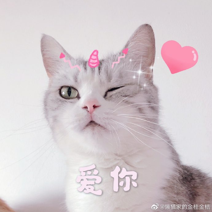猫图片|宠物猫|猫咪|