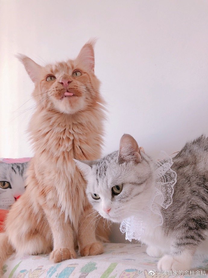 猫图片|宠物猫|猫咪|