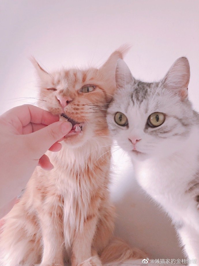 猫图片|宠物猫|猫咪|