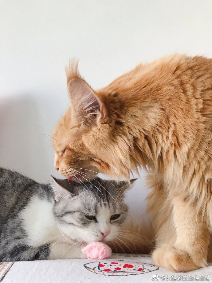 猫图片|宠物猫|猫咪|