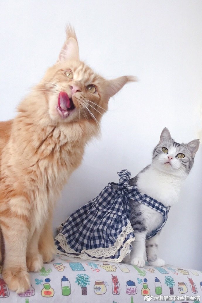 猫图片|宠物猫|猫咪|