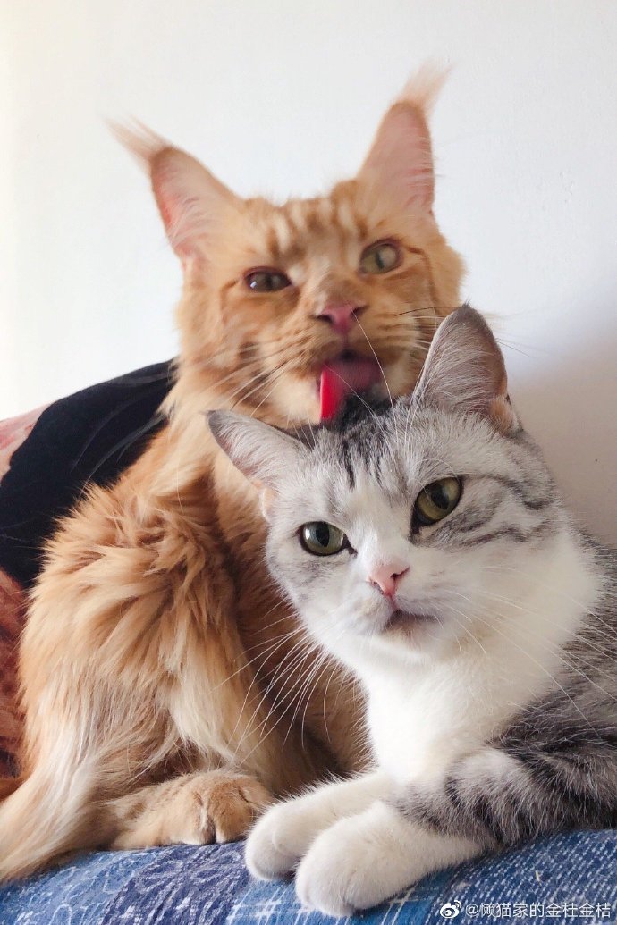 猫图片|宠物猫|猫咪|