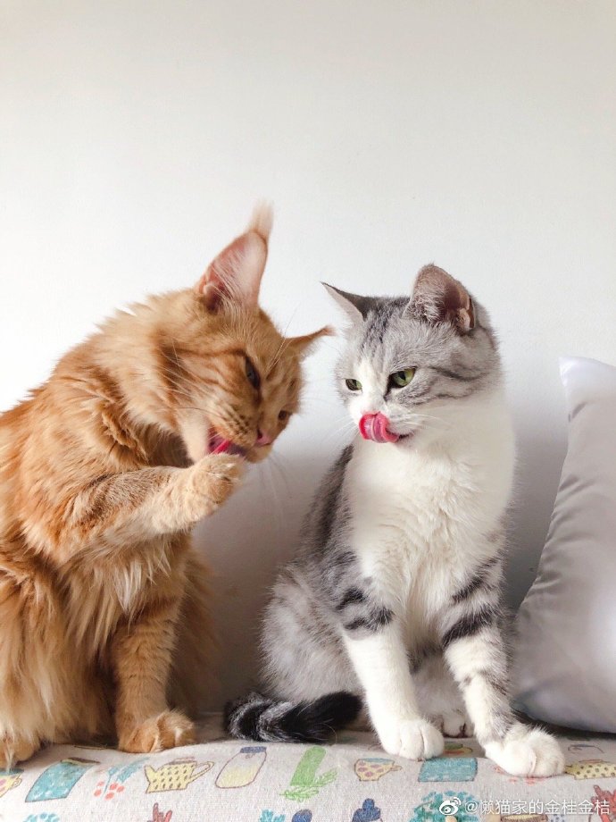 猫图片|宠物猫|猫咪|