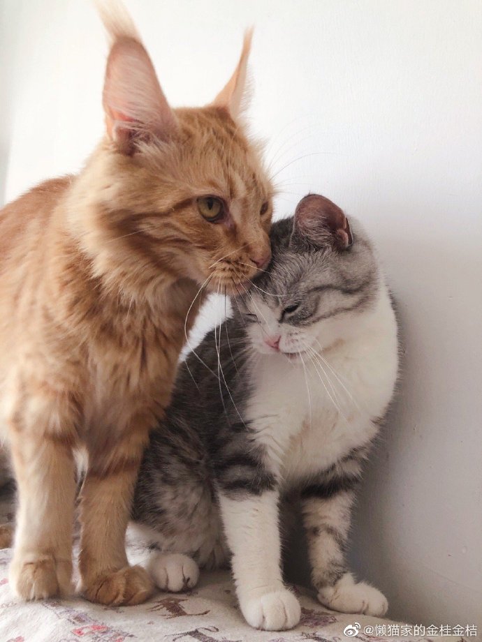 猫图片|宠物猫|猫咪|