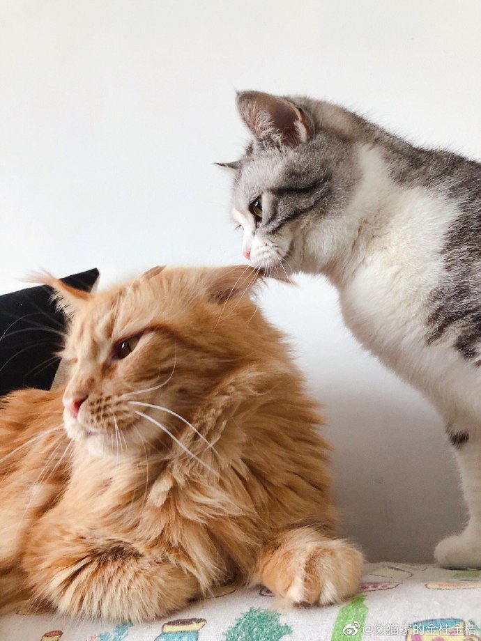 猫图片|宠物猫|猫咪|