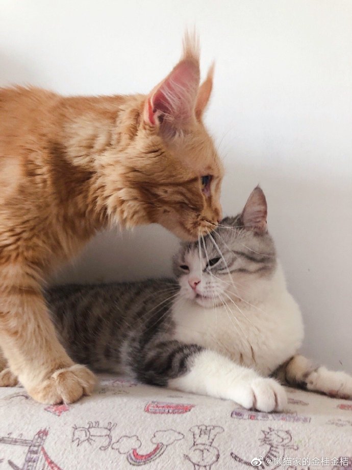 猫图片|宠物猫|猫咪|