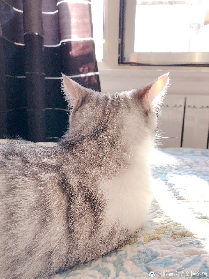 猫图片|宠物猫|猫咪|