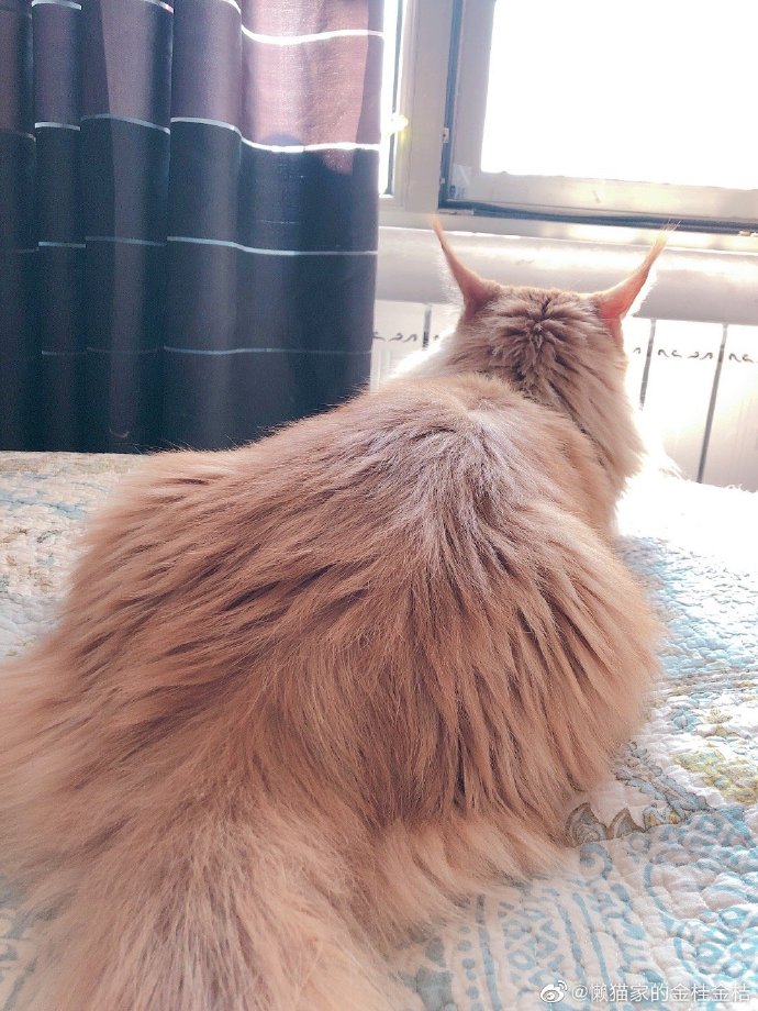 猫图片|宠物猫|猫咪|