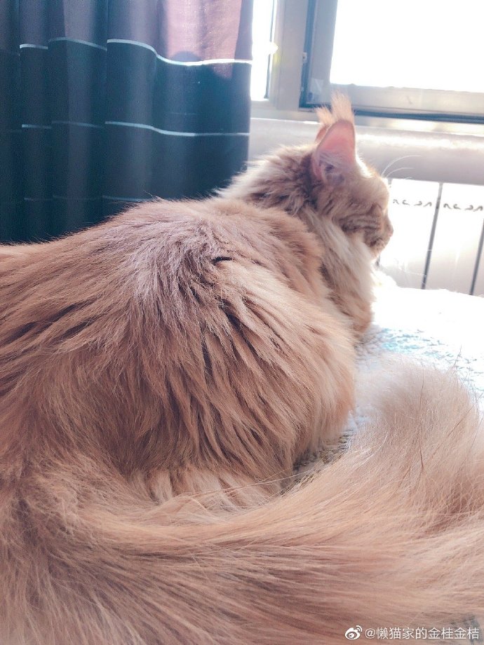 猫图片|宠物猫|猫咪|