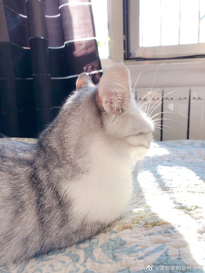 猫图片|宠物猫|猫咪|