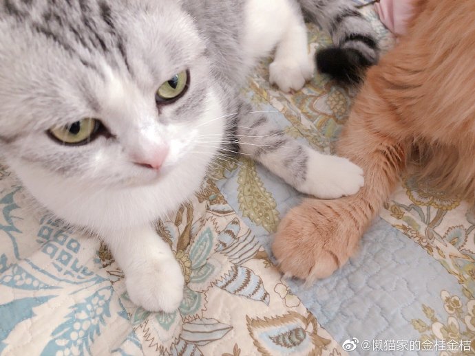 猫图片|宠物猫|猫咪|