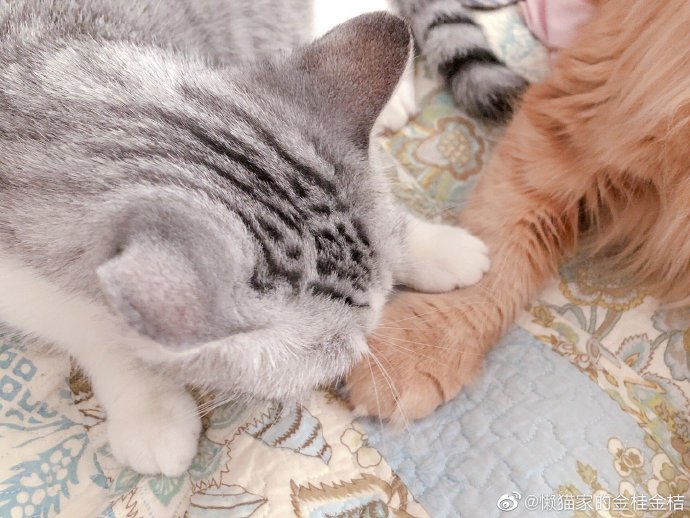 猫图片|宠物猫|猫咪|