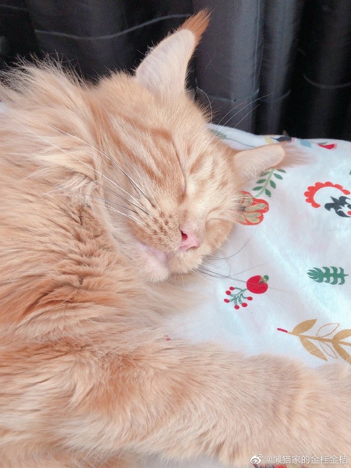 猫图片|宠物猫|猫咪|