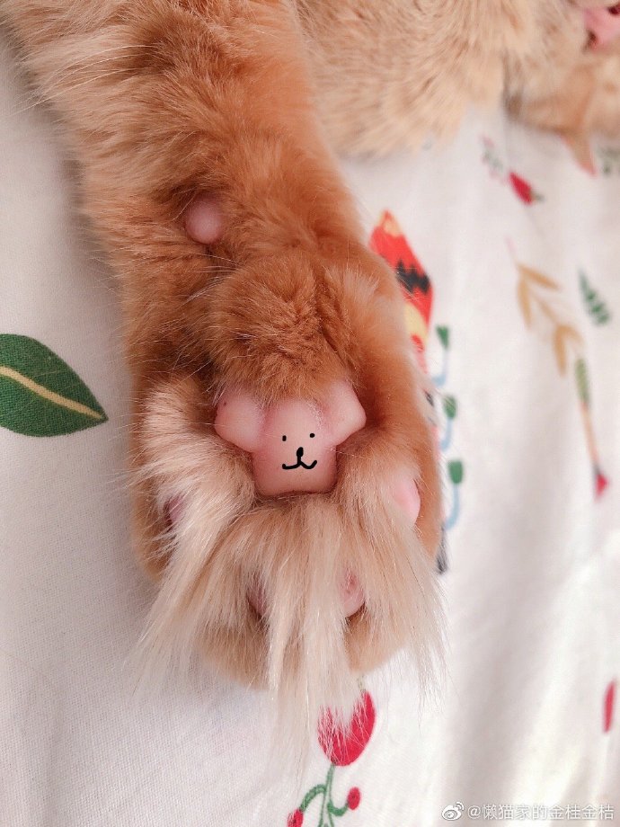 猫图片|宠物猫|猫咪|