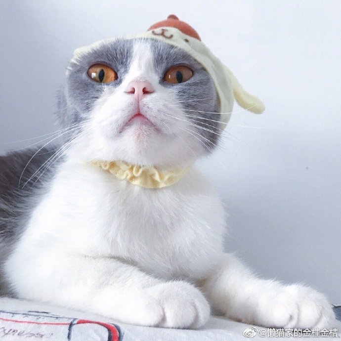 猫图片|宠物猫|猫咪|