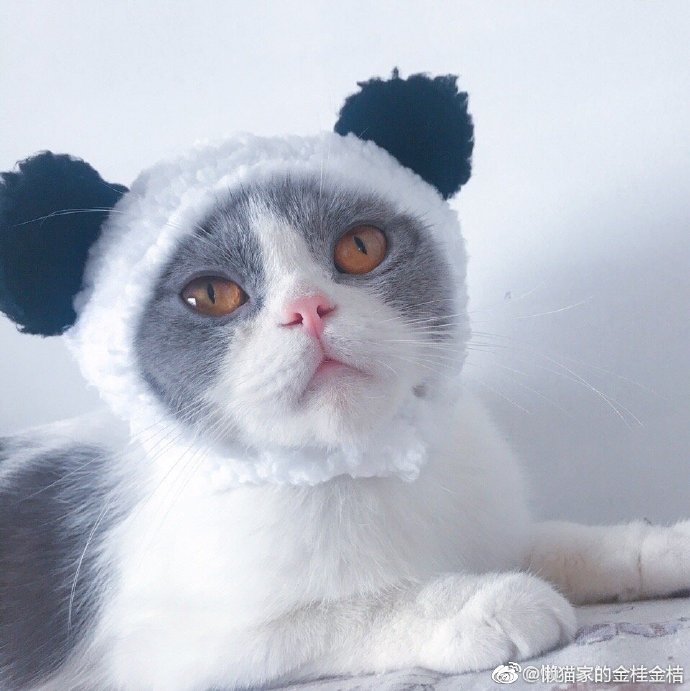 猫图片|宠物猫|猫咪|