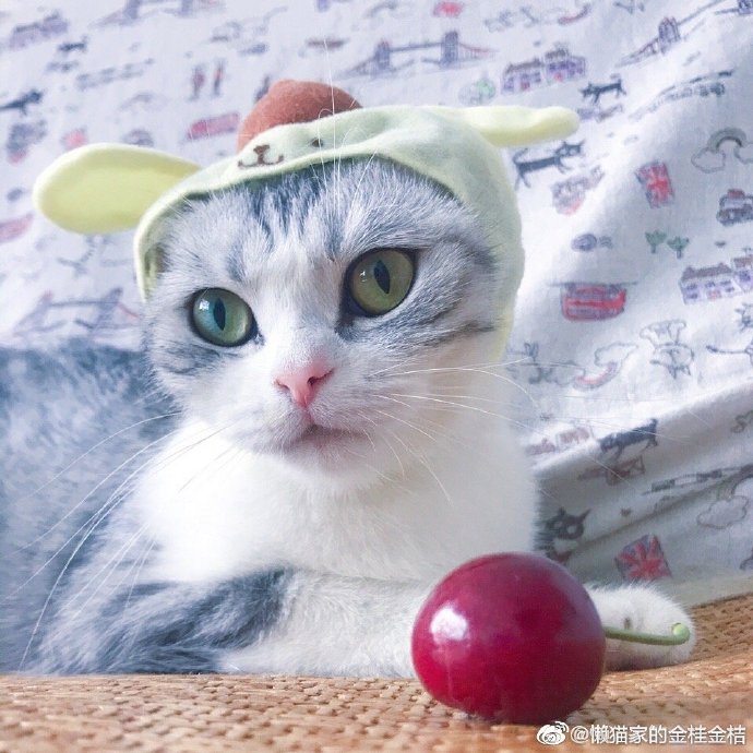 猫图片|宠物猫|猫咪|