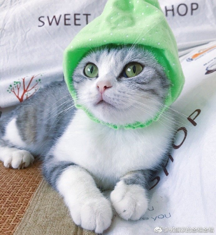 猫图片|宠物猫|猫咪|