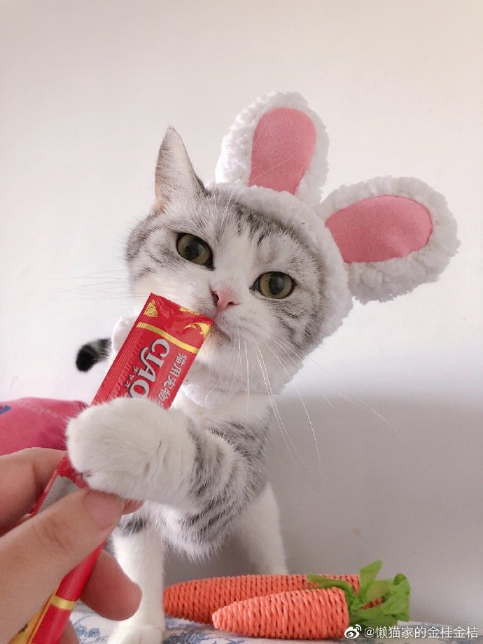 猫图片|宠物猫|猫咪|