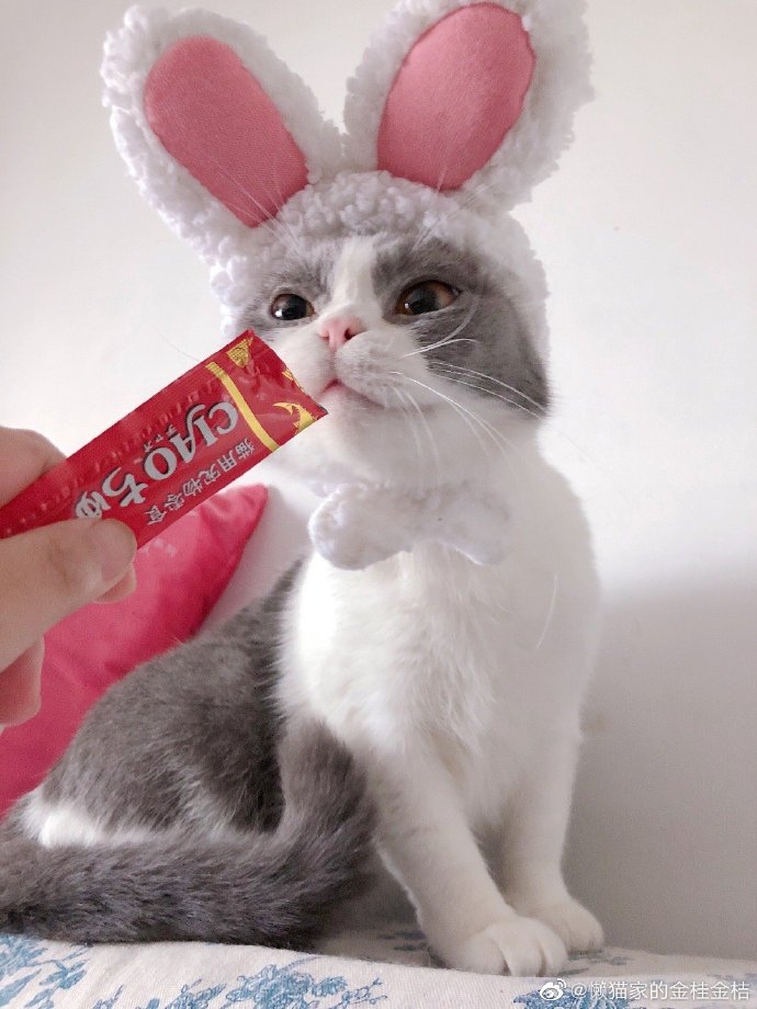 猫图片|宠物猫|猫咪|