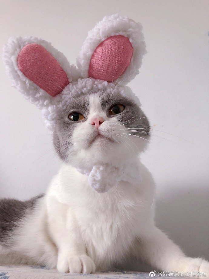 猫图片|宠物猫|猫咪|